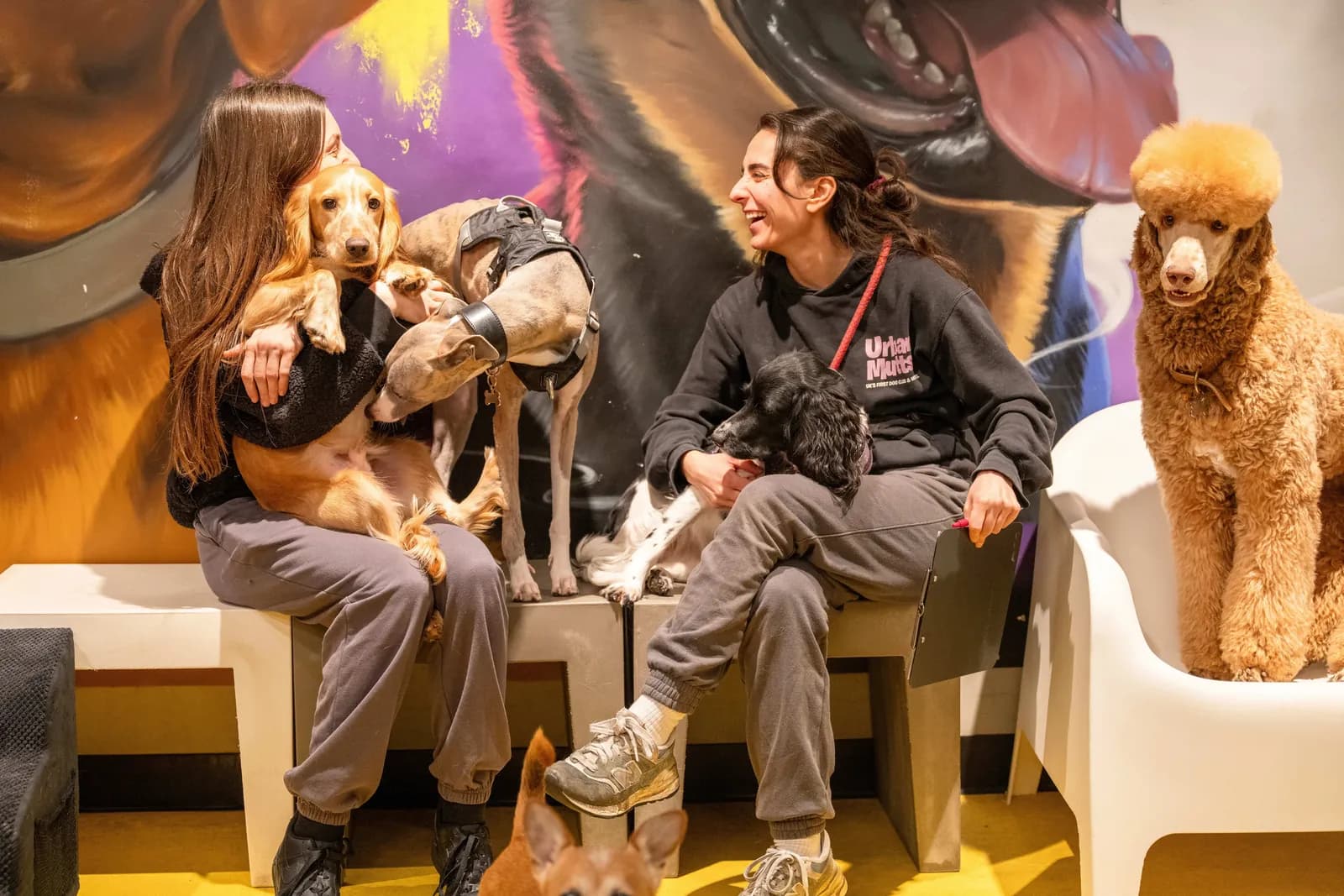 The Urban Mutts team