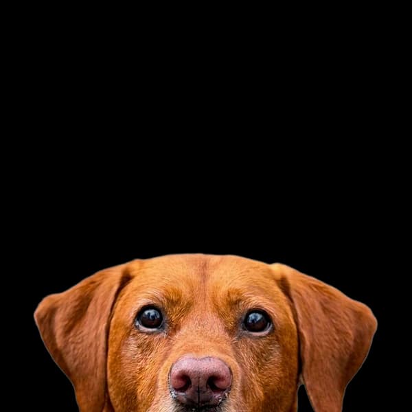 Bruce