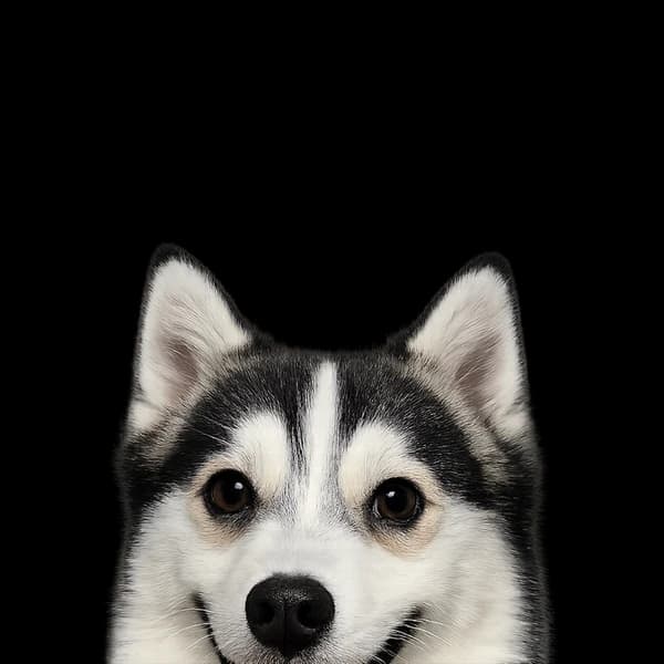 Wolfie