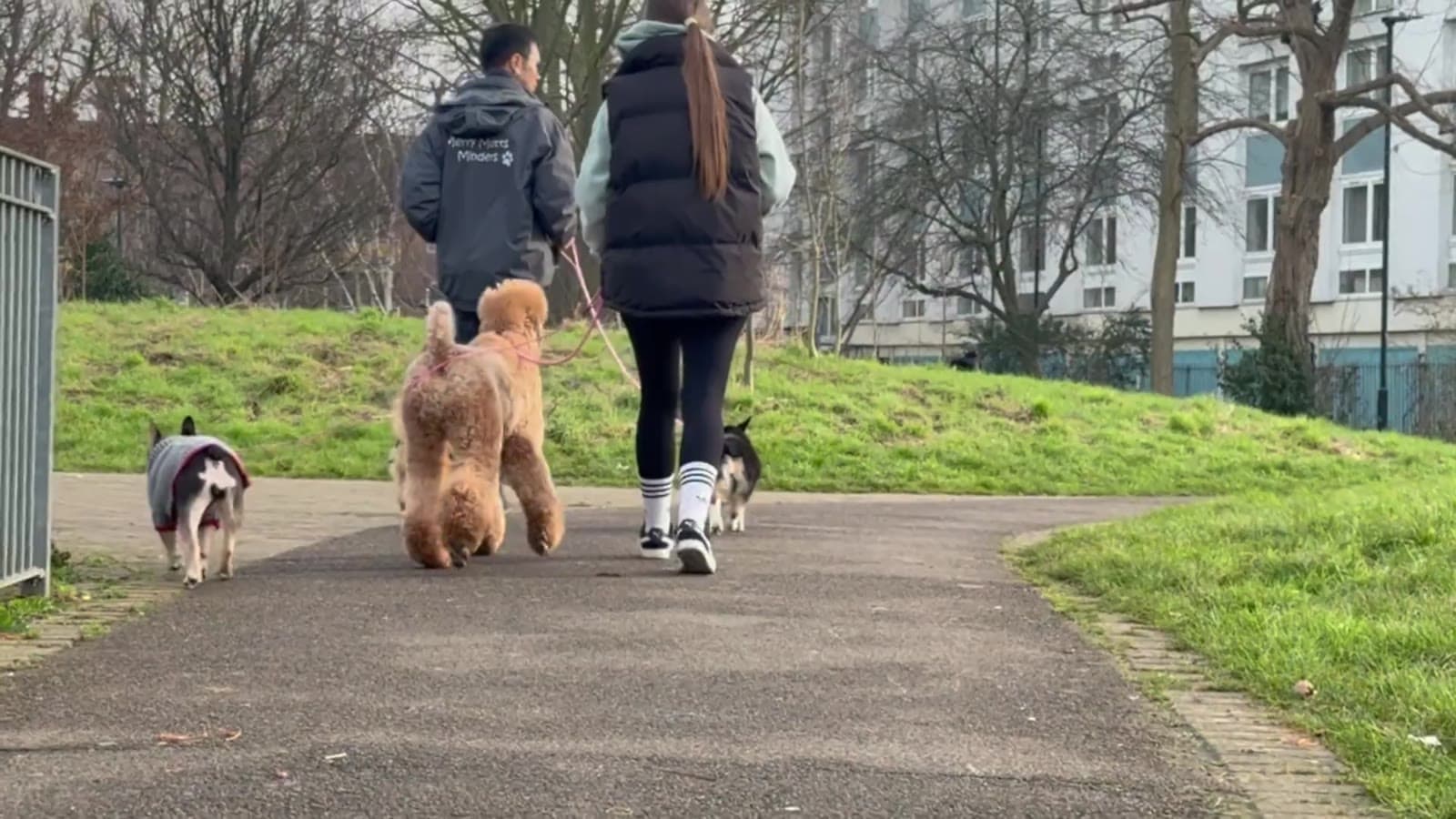A pack of dogs out on a walk with Urban Mutts